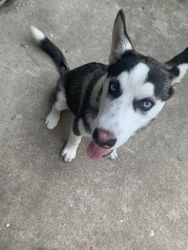 Husky puppy for sell