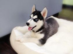 Blue eye Siberian Husky puppies for great prices