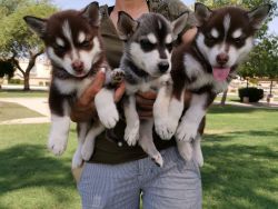 3 Husky Siberian Puppies