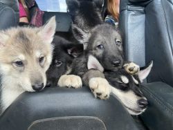 Husky puppies!