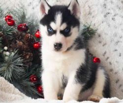 Adventurous Siberian Husky pups for sale