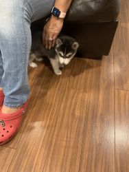 Male Husky Puppy 9 weeks old