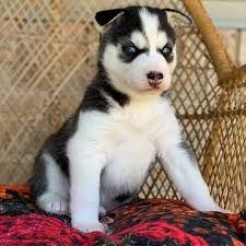 Registered Purebred Siberian Husky Puppies