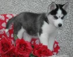 Cute and Adorable Siberian Husky Puppies Text me at xxx-xxx-xxxx\r\n