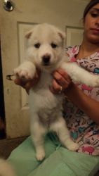 Siberian Puppies for sale