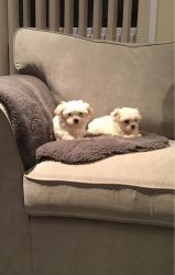 Adorable Teacup Maltese puppies