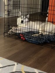 9 month old female Siberian Husky for sale