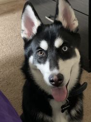 11 month old male husky