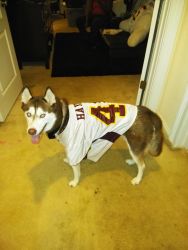 Lady is a Siberian husky looking for a good family to live with.