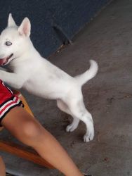 Female White Husky 2 Month Old (xxx)xxxxxxx
