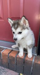 Husky puppy in need of rehoming