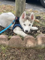 Siberian Husky Puppy For Sale!