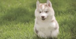 AKC Siberian Husky Puppies Availeble call/text xxxxxxxxxx