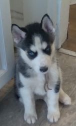 Playful pure Huskies with dna papers