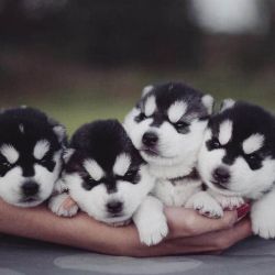 Adorable Siberian Husky puppies ready for rehoming