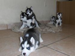 Siberian Husky Puppies Boy and Girl Left for sale