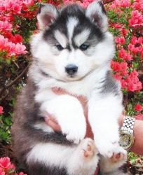 AKC Siberian Husky Puppies Availeble call/text xxxxxxxxxx
