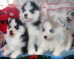 Outstanding Siberian Husky Puppies Available For Rehoming