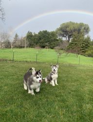 1 year old huskies need a new loving home