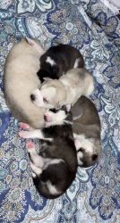 5 Husky Pups Needing a Home!