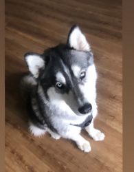 1 year old Siberian Husky for sale!