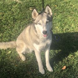 Pure Bred Siberian Husky Rehoming