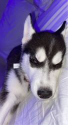 Husky puppy for sale!! 10 weeks old