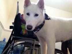 My 9 month husky for sale