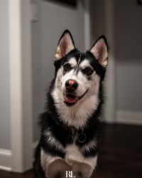 10 month old husky in need of new home!