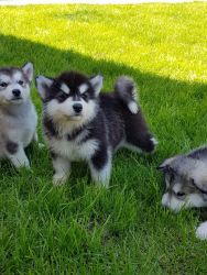 Stunning Siberian Husky Puppys For Sale