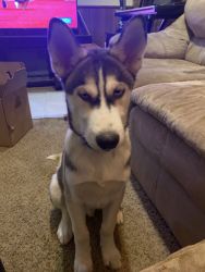 4 month old husky puppy