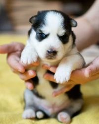 cute and loving husky puppies for pet lovers!!!