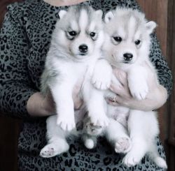 New Year husky puppies for pet lovers!!!
