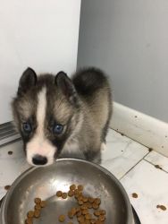 Siberian Husky Pup Just Born