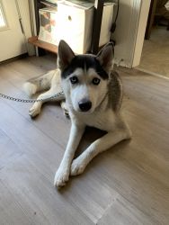 Huskey for sale