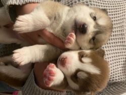 Beautiful Pure Siberian Husky Puppies