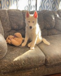 Beautiful Siberian Husky Puppy Looking For His Forever Home (AKC)