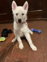 Beautiful Female Siberian Husky Looking For Her Forever Home