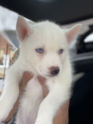 Siberian Husky puppy for sale!