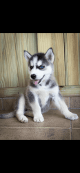 For sale Husky Siberian Puppy