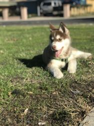 His name is bear he is 4months he is a baby Siberian Husky very