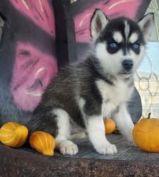 AKC Siberian Husky puppies for Re-homing