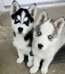 Blue Eyes Siberian husky Puppies Ready Now