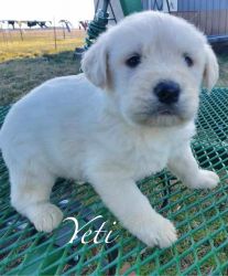 Say hello to a handsome boy Yeti