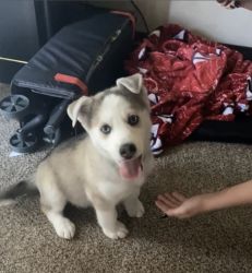 Puppy in need of new home