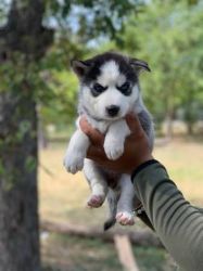 Siberian Huskies puppies for sale