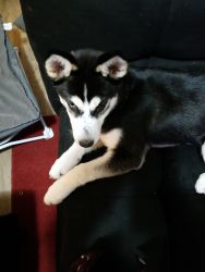 4 month old girl husky puppy