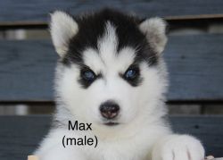 100% Siberian Husky Puppies For Sale Orlando Florida