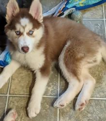 Huskey puppies for sale