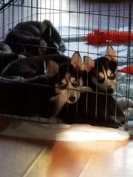 Beautiful Siberian husky puppies for sale